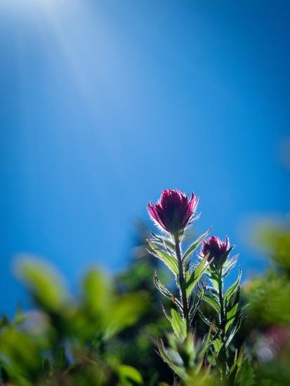 Premium Photographic Print, , large