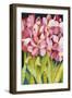 Merry Amaryllis-Mary Russel-Framed Giclee Print