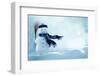 Merry Christmas and Happy New Year Greeting Card with Copy-Space.Happy Snowman Standing in Winter C-lilkar-Framed Photographic Print