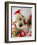 Merry Christmas - Portrait of Cute Labrador Puppy for Christmas Gift-Gorilla-Framed Photographic Print