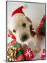 Merry Christmas - Portrait of Cute Labrador Puppy for Christmas Gift-Gorilla-Mounted Photographic Print