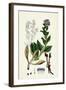 Mertensia Maritima Oyster-Plant-null-Framed Giclee Print