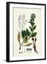 Mertensia Maritima Oyster-Plant-null-Framed Giclee Print