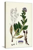 Mertensia Maritima Oyster-Plant-null-Stretched Canvas