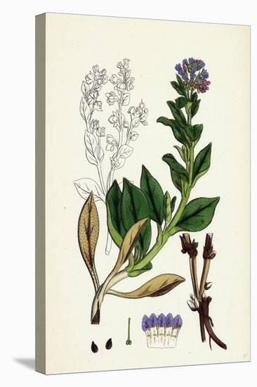 Mertensia Maritima Oyster-Plant-null-Stretched Canvas