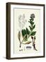 Mertensia Maritima Oyster-Plant-null-Framed Giclee Print