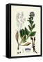 Mertensia Maritima Oyster-Plant-null-Framed Stretched Canvas
