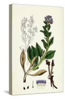 Mertensia Maritima Oyster-Plant-null-Stretched Canvas