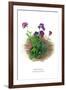 Mertensia Primuloides-H.g. Moon-Framed Art Print