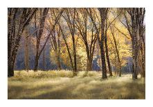 Farmers Pond-Mertz-Giclee Print