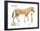 Merychippus, Extinct Ancestral Horse, Mammals-Encyclopaedia Britannica-Framed Poster