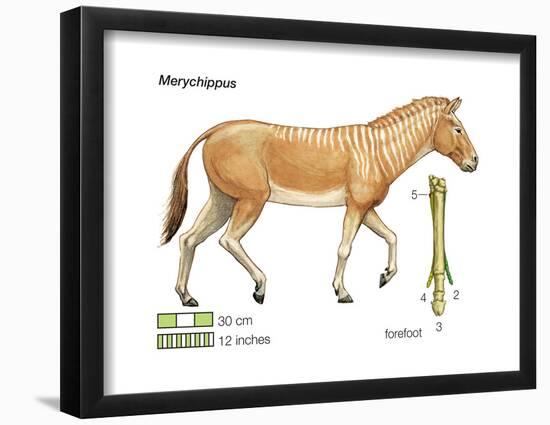Merychippus, Extinct Ancestral Horse, Mammals-Encyclopaedia Britannica-Framed Poster