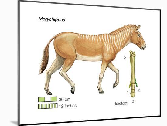 Merychippus, Extinct Ancestral Horse, Mammals-Encyclopaedia Britannica-Mounted Poster