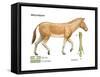 Merychippus, Extinct Ancestral Horse, Mammals-Encyclopaedia Britannica-Framed Stretched Canvas