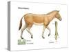 Merychippus, Extinct Ancestral Horse, Mammals-Encyclopaedia Britannica-Stretched Canvas