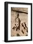 Mesa Verde National Park-Richard Maschmeyer-Framed Photographic Print