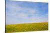 Meskel field in Simien Mountain, Ethiopia-Keren Su-Stretched Canvas