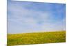 Meskel field in Simien Mountain, Ethiopia-Keren Su-Mounted Photographic Print