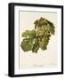 Meslier Hatif Grape-A. Kreyder-Framed Giclee Print