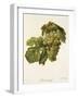 Meslier Hatif Grape-A. Kreyder-Framed Giclee Print