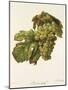 Meslier Hatif Grape-A. Kreyder-Mounted Giclee Print