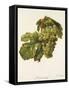 Meslier Hatif Grape-A. Kreyder-Framed Stretched Canvas