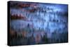 Mesmer - Moody Fog and Trees, Yosemite Valley, National Parks-Vincent James-Stretched Canvas