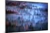 Mesmer - Moody Fog and Trees, Yosemite Valley, National Parks-Vincent James-Mounted Photographic Print