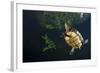 Mesoamerican Slider Turtle - Terrapin (Trachemys Scripta Venusta) in Sinkhole-Claudio Contreras-Framed Photographic Print