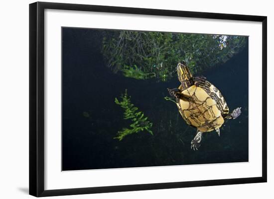 Mesoamerican Slider Turtle - Terrapin (Trachemys Scripta Venusta) in Sinkhole-Claudio Contreras-Framed Photographic Print