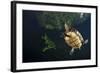 Mesoamerican Slider Turtle - Terrapin (Trachemys Scripta Venusta) in Sinkhole-Claudio Contreras-Framed Photographic Print