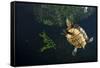 Mesoamerican Slider Turtle - Terrapin (Trachemys Scripta Venusta) in Sinkhole-Claudio Contreras-Framed Stretched Canvas
