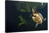 Mesoamerican Slider Turtle - Terrapin (Trachemys Scripta Venusta) in Sinkhole-Claudio Contreras-Stretched Canvas