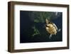 Mesoamerican Slider Turtle - Terrapin (Trachemys Scripta Venusta) in Sinkhole-Claudio Contreras-Framed Photographic Print