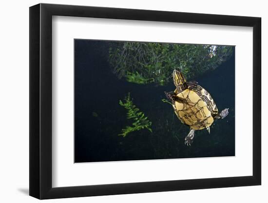 Mesoamerican Slider Turtle - Terrapin (Trachemys Scripta Venusta) in Sinkhole-Claudio Contreras-Framed Photographic Print