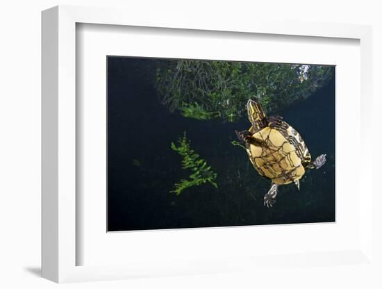 Mesoamerican Slider Turtle - Terrapin (Trachemys Scripta Venusta) in Sinkhole-Claudio Contreras-Framed Photographic Print