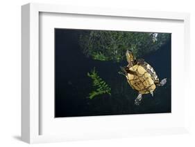 Mesoamerican Slider Turtle - Terrapin (Trachemys Scripta Venusta) in Sinkhole-Claudio Contreras-Framed Photographic Print