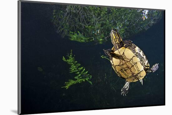 Mesoamerican Slider Turtle - Terrapin (Trachemys Scripta Venusta) in Sinkhole-Claudio Contreras-Mounted Photographic Print