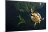 Mesoamerican Slider Turtle - Terrapin (Trachemys Scripta Venusta) in Sinkhole-Claudio Contreras-Mounted Photographic Print