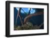 Mesoamerican Slider Turtle - Terrapin (Trachemys Scripta Venusta) in Sinkhole-Claudio Contreras-Framed Photographic Print