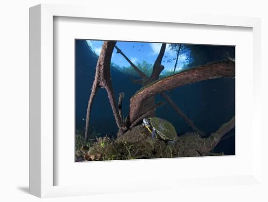 Mesoamerican Slider Turtle - Terrapin (Trachemys Scripta Venusta) in Sinkhole-Claudio Contreras-Framed Photographic Print