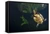 Mesoamerican Slider Turtle - Terrapin (Trachemys Scripta Venusta) in Sinkhole-Claudio Contreras-Framed Stretched Canvas