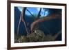 Mesoamerican Slider Turtle - Terrapin (Trachemys Scripta Venusta) in Sinkhole-Claudio Contreras-Framed Photographic Print