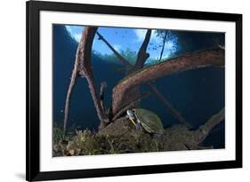 Mesoamerican Slider Turtle - Terrapin (Trachemys Scripta Venusta) in Sinkhole-Claudio Contreras-Framed Photographic Print