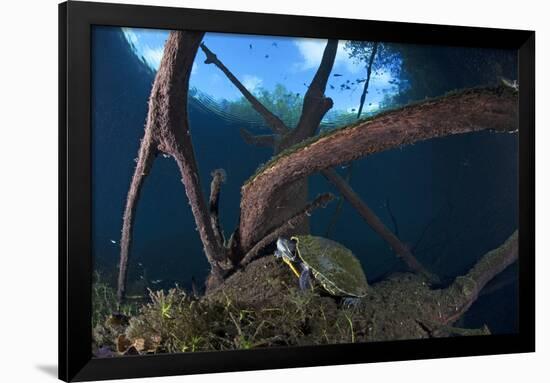 Mesoamerican Slider Turtle - Terrapin (Trachemys Scripta Venusta) in Sinkhole-Claudio Contreras-Framed Photographic Print