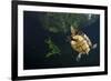 Mesoamerican Slider Turtle - Terrapin (Trachemys Scripta Venusta) in Sinkhole-Claudio Contreras-Framed Photographic Print