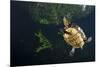 Mesoamerican Slider Turtle - Terrapin (Trachemys Scripta Venusta) in Sinkhole-Claudio Contreras-Mounted Photographic Print