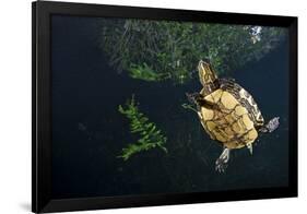 Mesoamerican Slider Turtle - Terrapin (Trachemys Scripta Venusta) in Sinkhole-Claudio Contreras-Framed Photographic Print