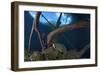 Mesoamerican Slider Turtle - Terrapin (Trachemys Scripta Venusta) in Sinkhole-Claudio Contreras-Framed Photographic Print