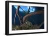 Mesoamerican Slider Turtle - Terrapin (Trachemys Scripta Venusta) in Sinkhole-Claudio Contreras-Framed Photographic Print